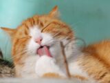 Kuweta dla kota – sprawdź jaką wybrać kuwetę dla kociąt