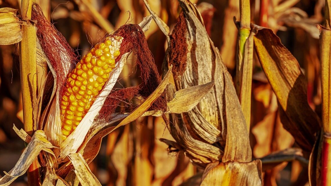Kukurydza na kiszonkę – Jaka odmiana będzie najlepsza?